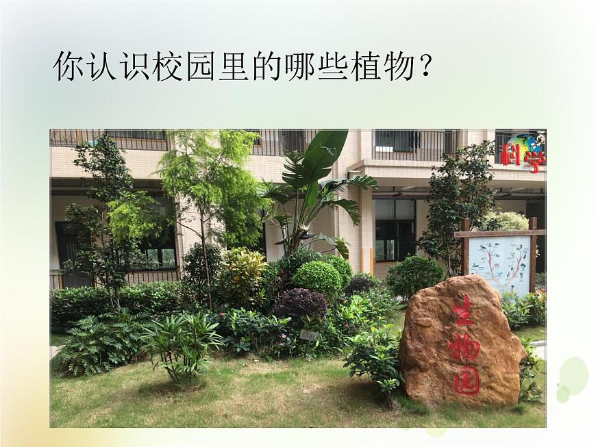 第6課《校園里的植物》教學(xué)課件 粵教版小學(xué)科學(xué)四下第5頁