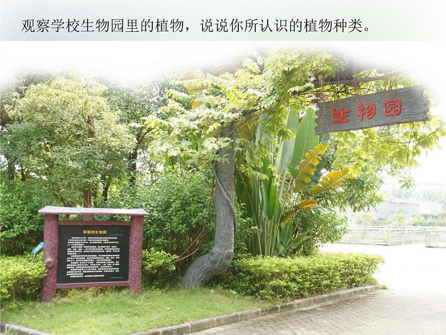 第6課《校園里的植物》教學(xué)課件 粵教版小學(xué)科學(xué)四下第6頁