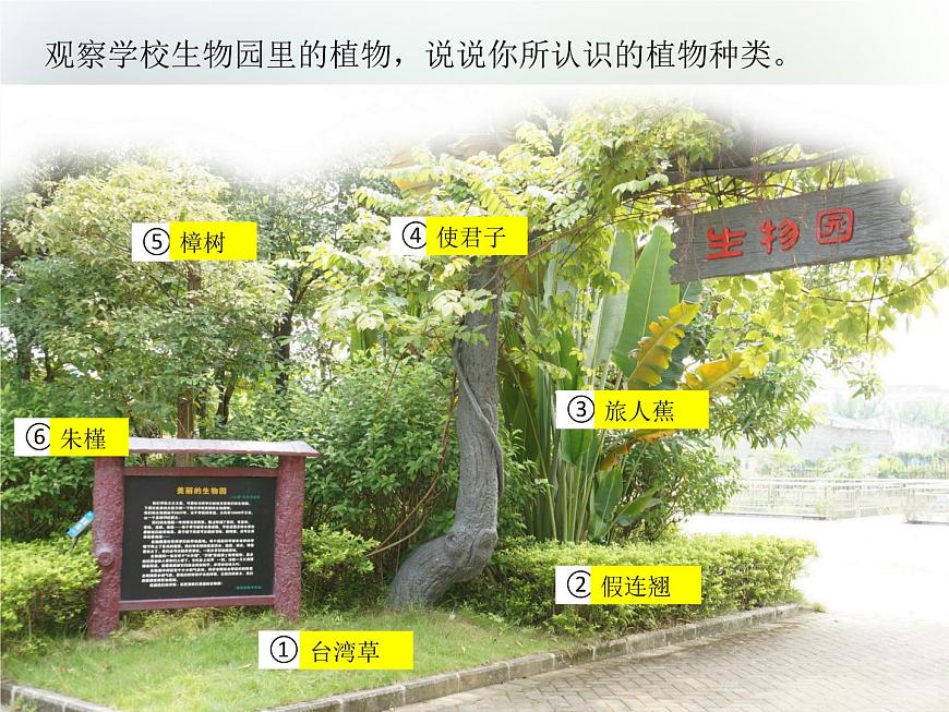 第6課《校園里的植物》教學(xué)課件 粵教版小學(xué)科學(xué)四下第7頁