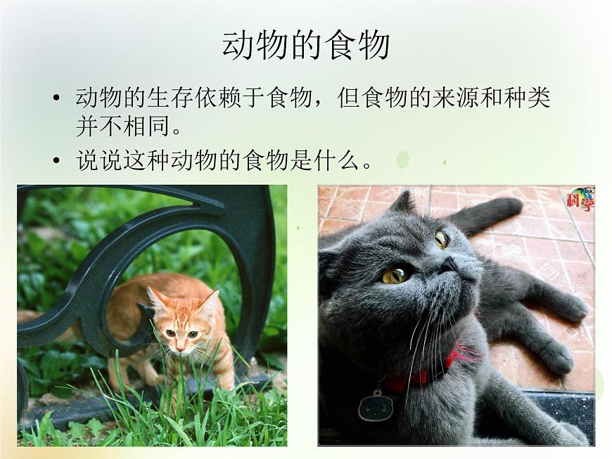 第10課《動物需要食物》教學(xué)課件 粵教版小學(xué)科學(xué)四下第5頁