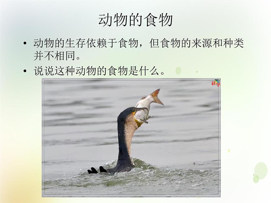 第10課《動物需要食物》教學(xué)課件 粵教版小學(xué)科學(xué)四下第7頁