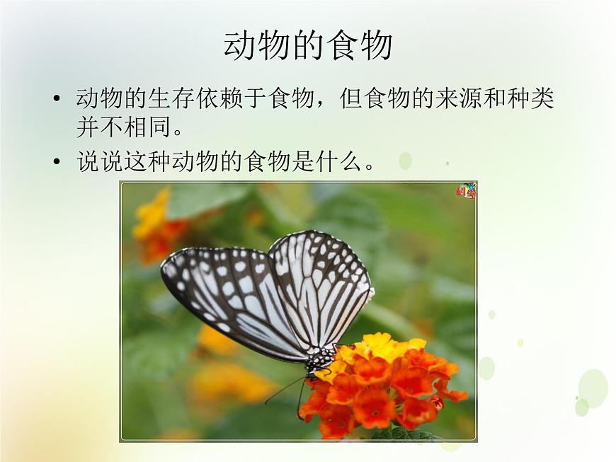 第10課《動物需要食物》教學(xué)課件 粵教版小學(xué)科學(xué)四下第8頁