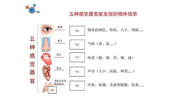 教科版义务教育版小学科学二年级下册 2.通过感官来发现 课件第2页