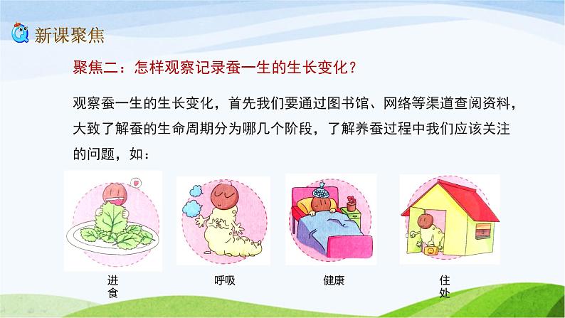 教科版三年级下册科学2.1 迎接蚕宝宝的到来(课件)04