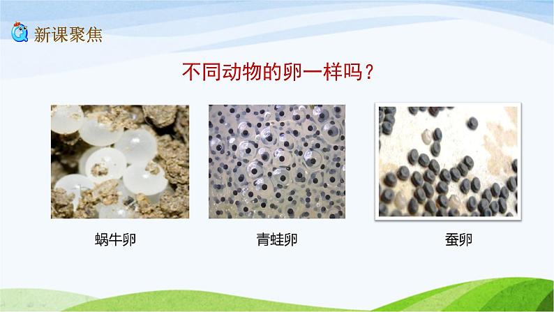 教科版三年级下册科学2.2 认识其他动物的卵(课件)02