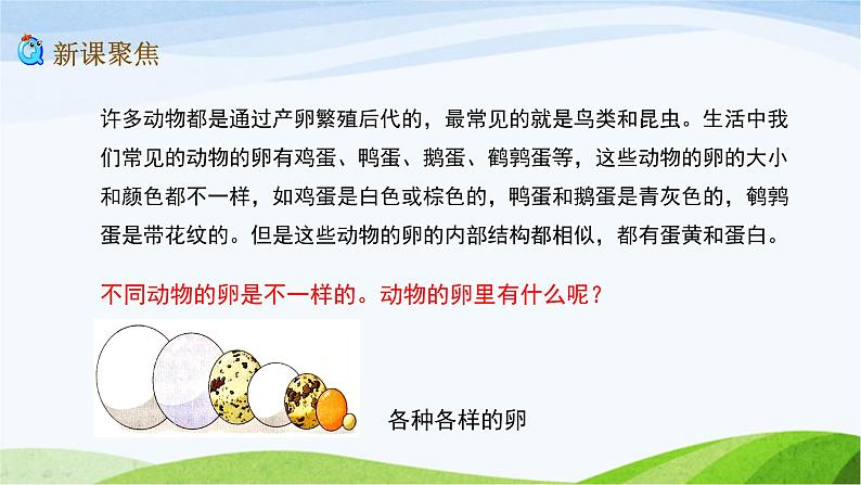 教科版三年级下册科学2.2 认识其他动物的卵(课件)03