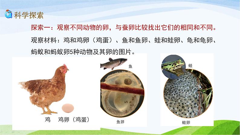 教科版三年级下册科学2.2 认识其他动物的卵(课件)04