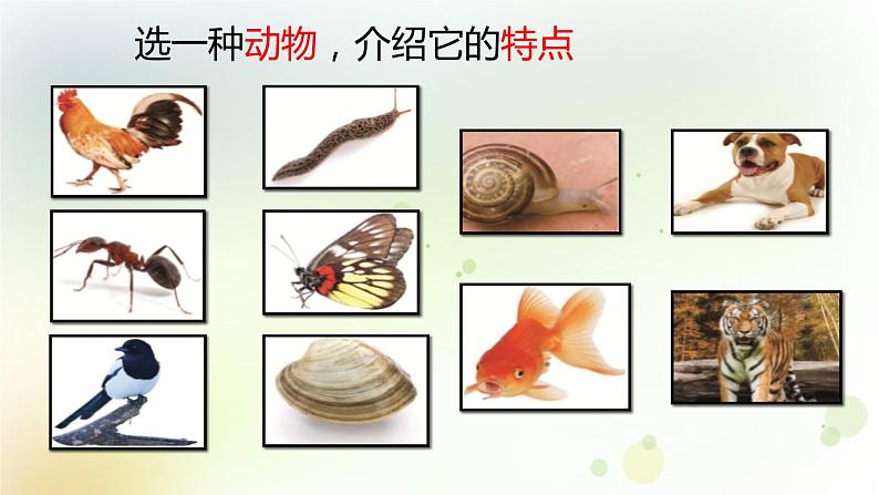 2-6 给动物分类 课件+教案 教科版小学科学一年级下册03