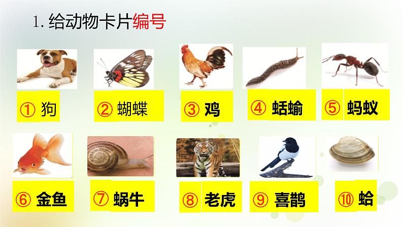2-6 给动物分类 课件+教案 教科版小学科学一年级下册04