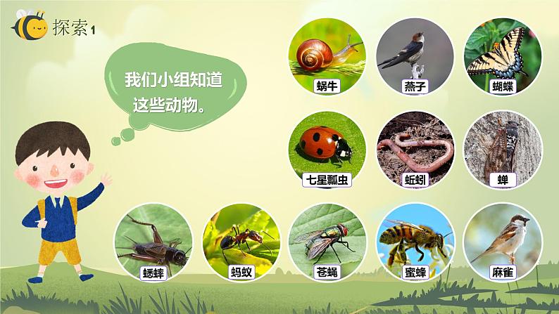2.1校园生物大搜索(课件)教科版(2017)科学六年级下册07
