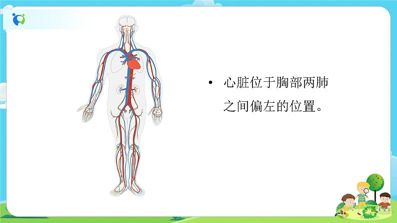 5.4.3《心脏和血液》课件第3页