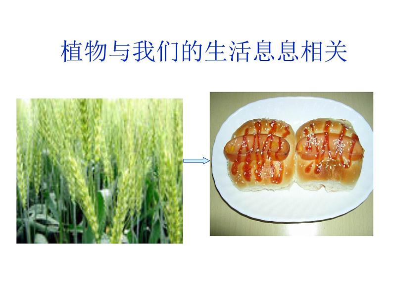 4.8生物多样性的意义2课件PPT第3页