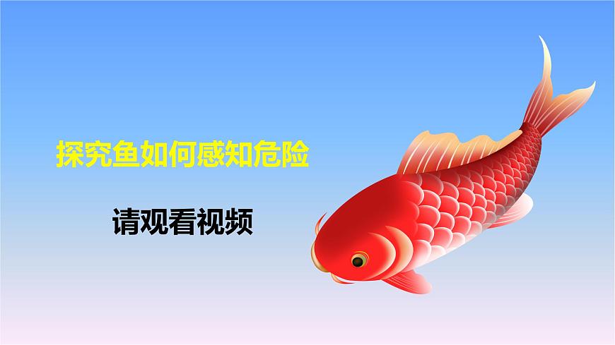 冀人版三下第2單元 第9課-動物的特殊感官 課件第3頁