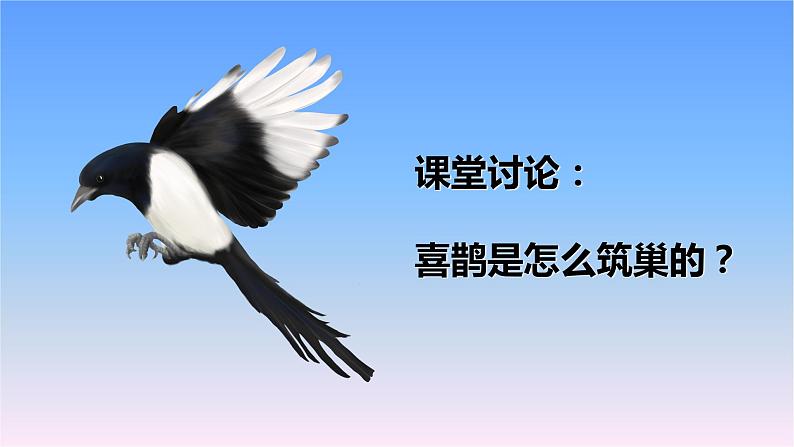 冀人版三下第3单元 第11课-喜鹊筑巢 课件第2页