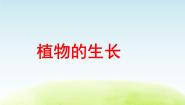 2021学年12 植物的生长教学课件ppt