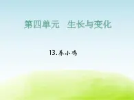 《养小鸡》公开课教学PPT课件 冀人版小学科学四下