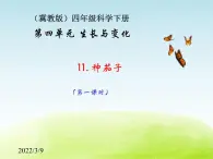 《种茄子》公开课教学PPT课件 冀人版小学科学四下