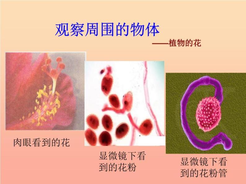 六年级科学下册第一单元微小世界4怎样放得更大课件-教科版08