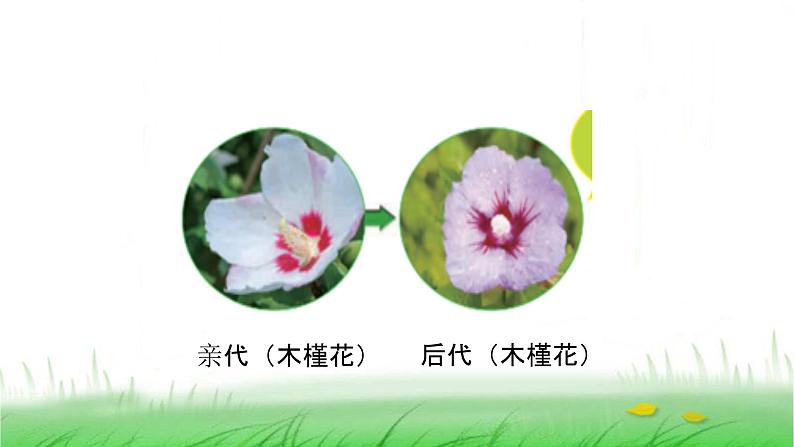 6.2.3《形形色色的植物》课件 教科版小学科学六下03