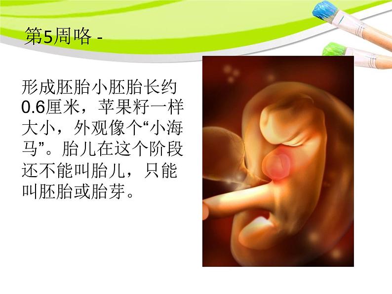 小学科学湘教版六年级下册第一单元_1 生命的历程_教学课件第6页