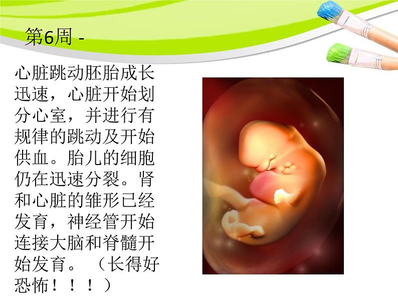 小学科学湘教版六年级下册第一单元_1 生命的历程_教学课件第7页