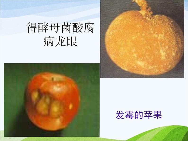 青岛小学科学六上《3、馒头发霉了》PPT课件-第4页