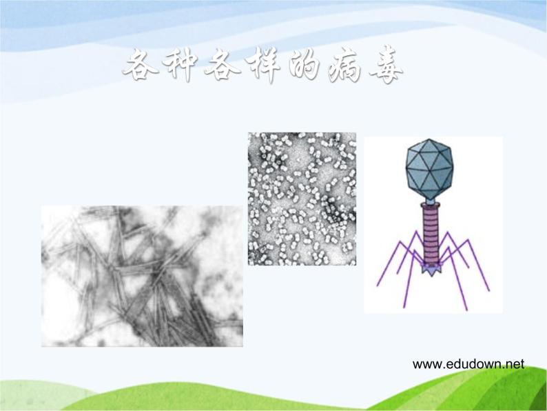 青岛小学科学六上《1、病毒》PPT课件-(5)02