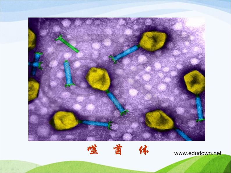 青岛小学科学六上《1、病毒》PPT课件-第6页