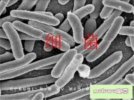 青岛小学科学六上《2、细菌》PPT课件-(1)