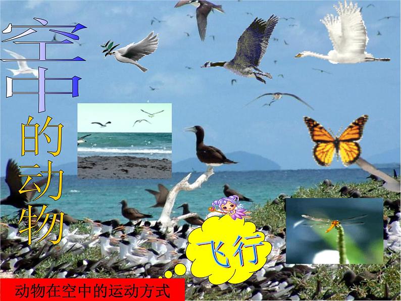 青岛小学科学六上《13、动物的运动》PPT课件-(3)05