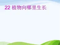 青岛小学科学六上《22、植物向哪里生长》PPT课件