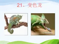 青岛小学科学六上《21、变色龙》PPT课件-(6)