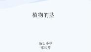 小学科学青岛版 (五四制)四年级上册4 植物的茎示范课课件ppt