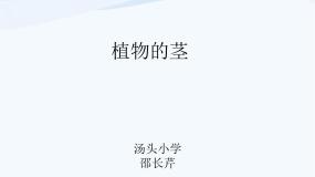 小学科学青岛版 (五四制)四年级上册4 植物的茎示范课课件ppt
