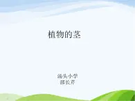 青岛小学科学四上《4-植物的茎》PPT课件-(3)