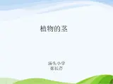 青岛小学科学四上《4-植物的茎》PPT课件-(3)