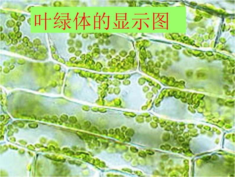 青岛小学科学四上《3-植物的叶》PPT课件-(5)05
