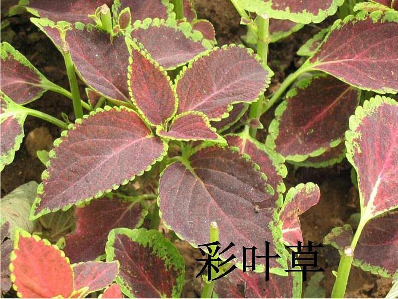 青岛小学科学四上《1-植物的身体》PPT课件-(4)第7页