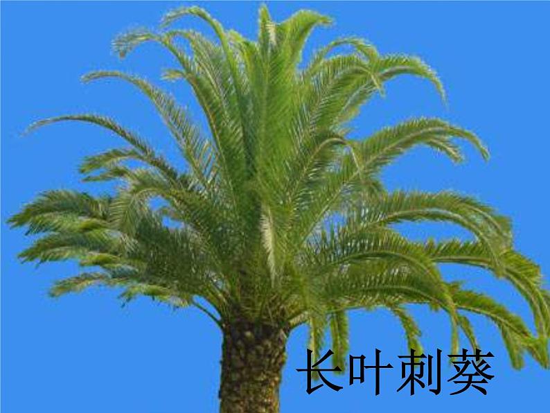 青岛小学科学四上《1-植物的身体》PPT课件-(4)第8页