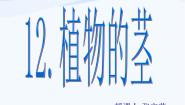 2021学年第一单元 植物的生活4 植物的茎教学课件ppt