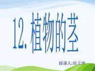 青岛小学科学四上《4-植物的茎》PPT课件-(4)