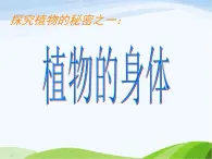 青岛小学科学四上《1-植物的身体》PPT课件-(2)