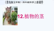 青岛版 (五四制)四年级上册4 植物的茎教学ppt课件