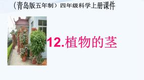 青岛版 (五四制)四年级上册4 植物的茎教学ppt课件