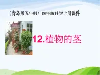 青岛小学科学四上《4-植物的茎》PPT课件-(2)