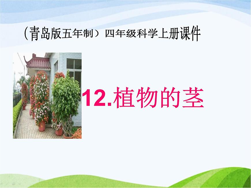 青島小學(xué)科學(xué)四上《4-植物的莖》PPT課件-(2)第1頁(yè)