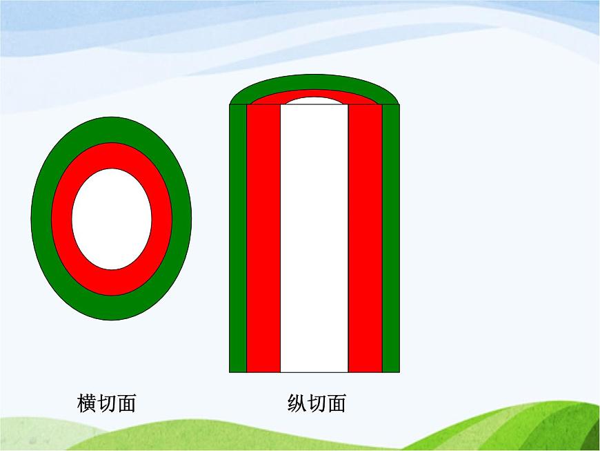 青島小學(xué)科學(xué)四上《4-植物的莖》PPT課件-(2)第4頁(yè)