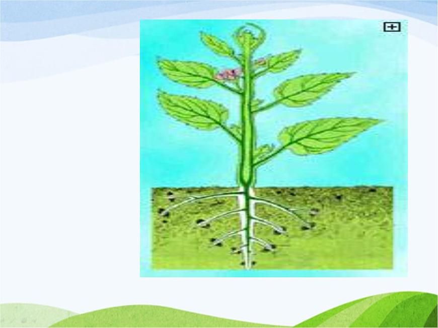 青島小學(xué)科學(xué)四上《4-植物的莖》PPT課件-(2)第5頁(yè)