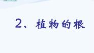 小学科学青岛版 (五四制)四年级上册2 植物的根教课ppt课件
