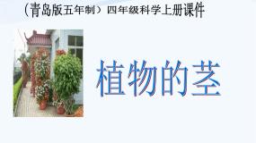 小学青岛版 (五四制)4 植物的茎课堂教学ppt课件